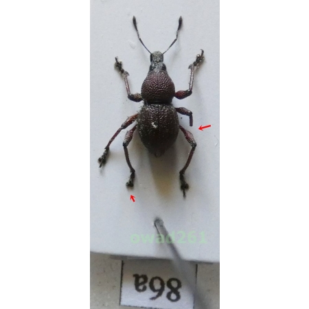 Neopyrgops sp. Heller, 1913 Philippines86a